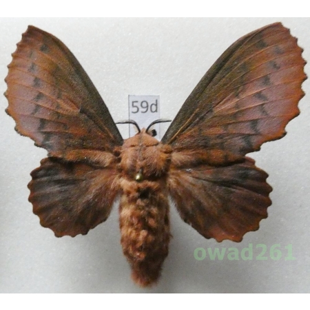 Gastropacha quercifolia (Linnaeus, 1758) female Czech59d